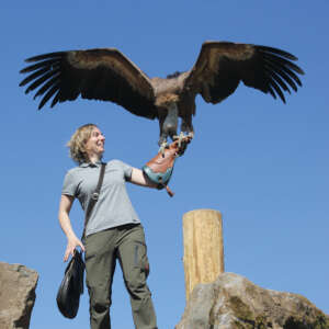 Greifvogel Flugshow