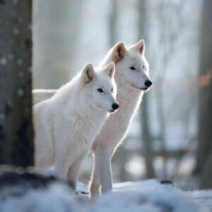 Polarwolf