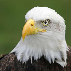Weißkopfseeadler
