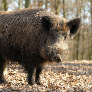 Wildschwein