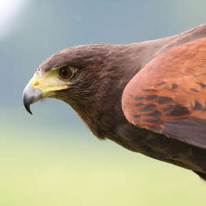 Wüstenbussard oder Harris Hawk