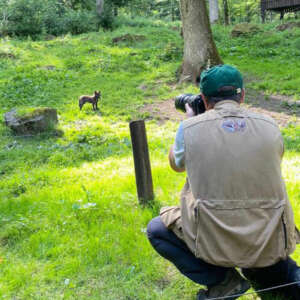 Fotos ohne Zaun bei der Wolfsfütterung