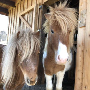 Shetlandpony