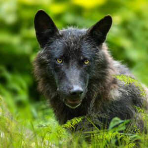 Timberwolf