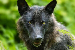 Wolfsfuetterung