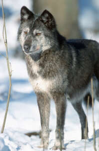 Wolf im Winter