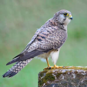 Turmfalke